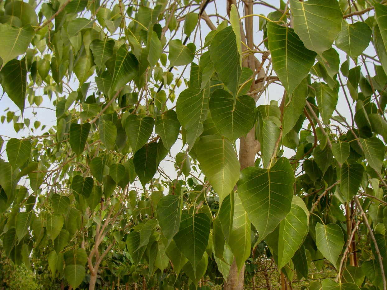 Ashvattha (Sacred Fig Tree)