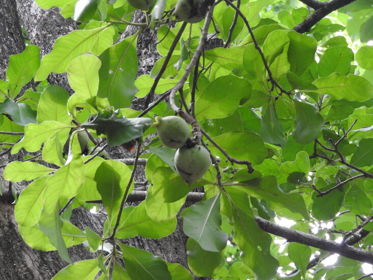 Kumbhi Tree