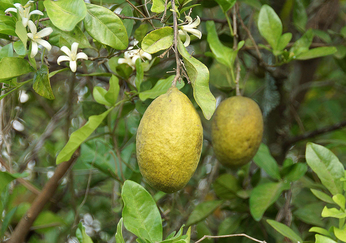 Matulunga (Citron)