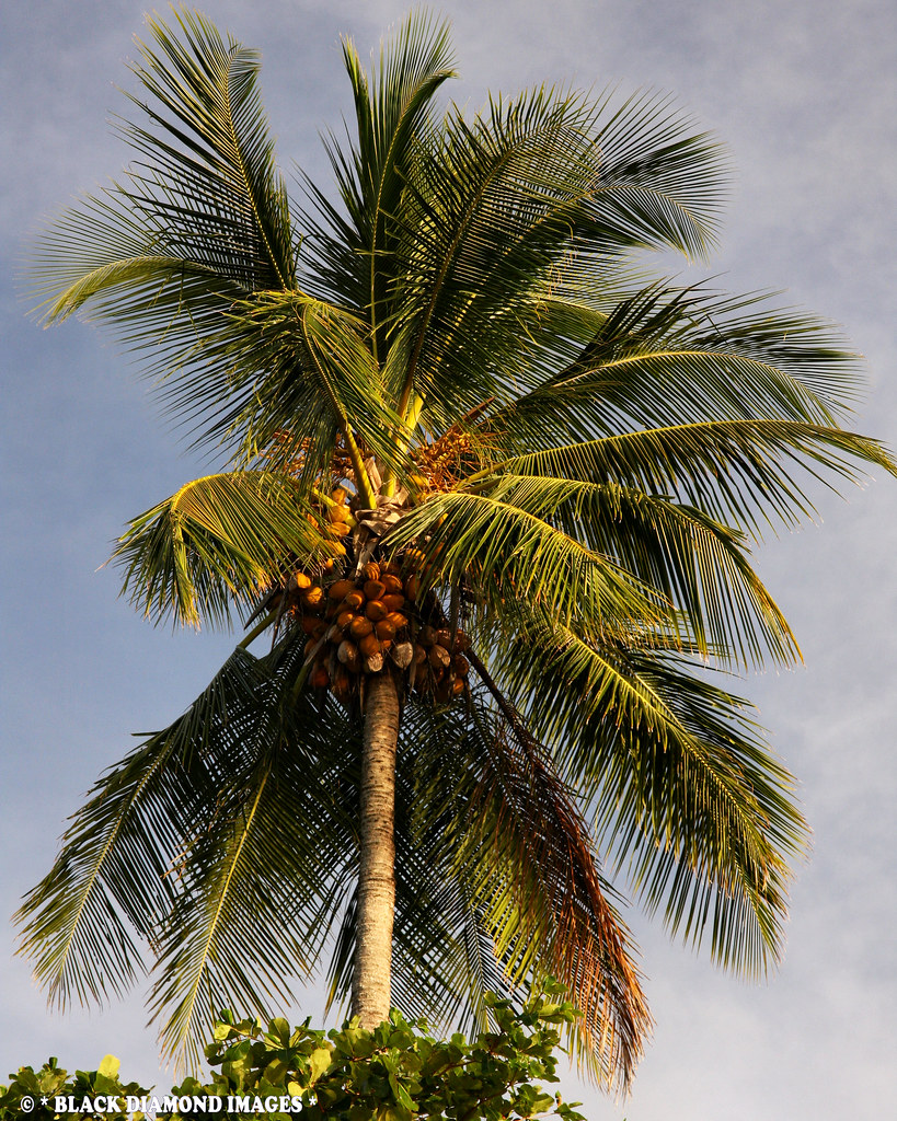 Narikela (Coconut Tree)