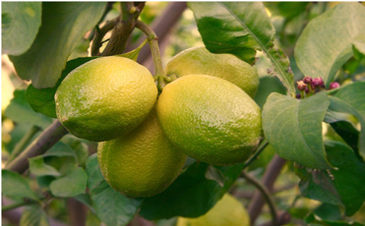 Nimbuka (Lemon)